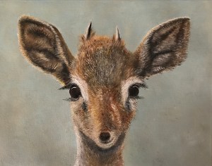 Baby Fawn